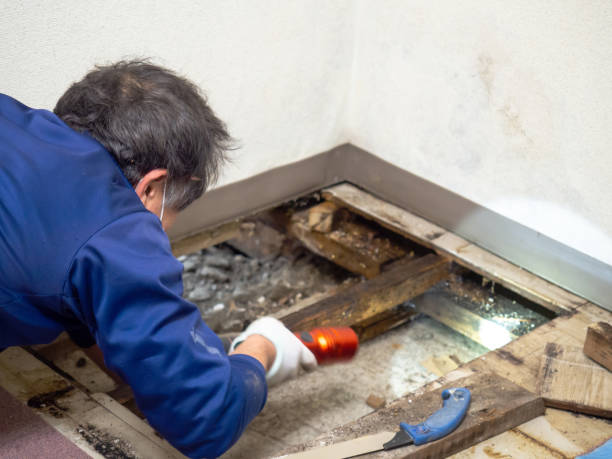 Best Professional Mold Removal  in West Point, KY