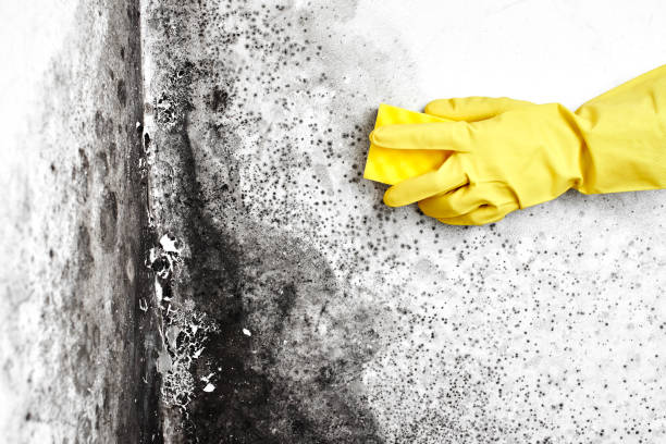 Home Mold Removal in West Point, KY