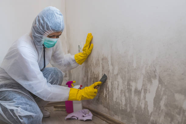 Office Mold Removal Services in West Point, KY