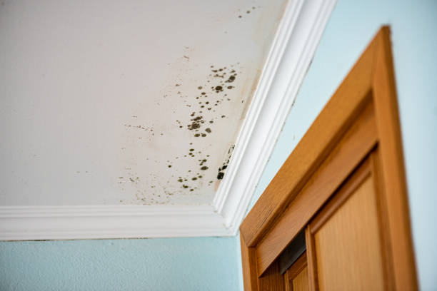 Best Fast Mold Removal  in West Point, KY