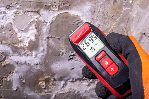 Best Mold Removal Company Near Me  in West Point, KY