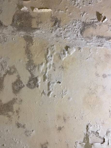 Best Mold Removal Process  in West Point, KY