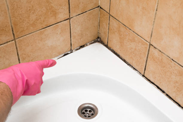 Best Local Mold Removal Service  in West Point, KY