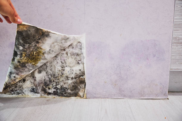 Best Residential Mold Removal  in West Point, KY